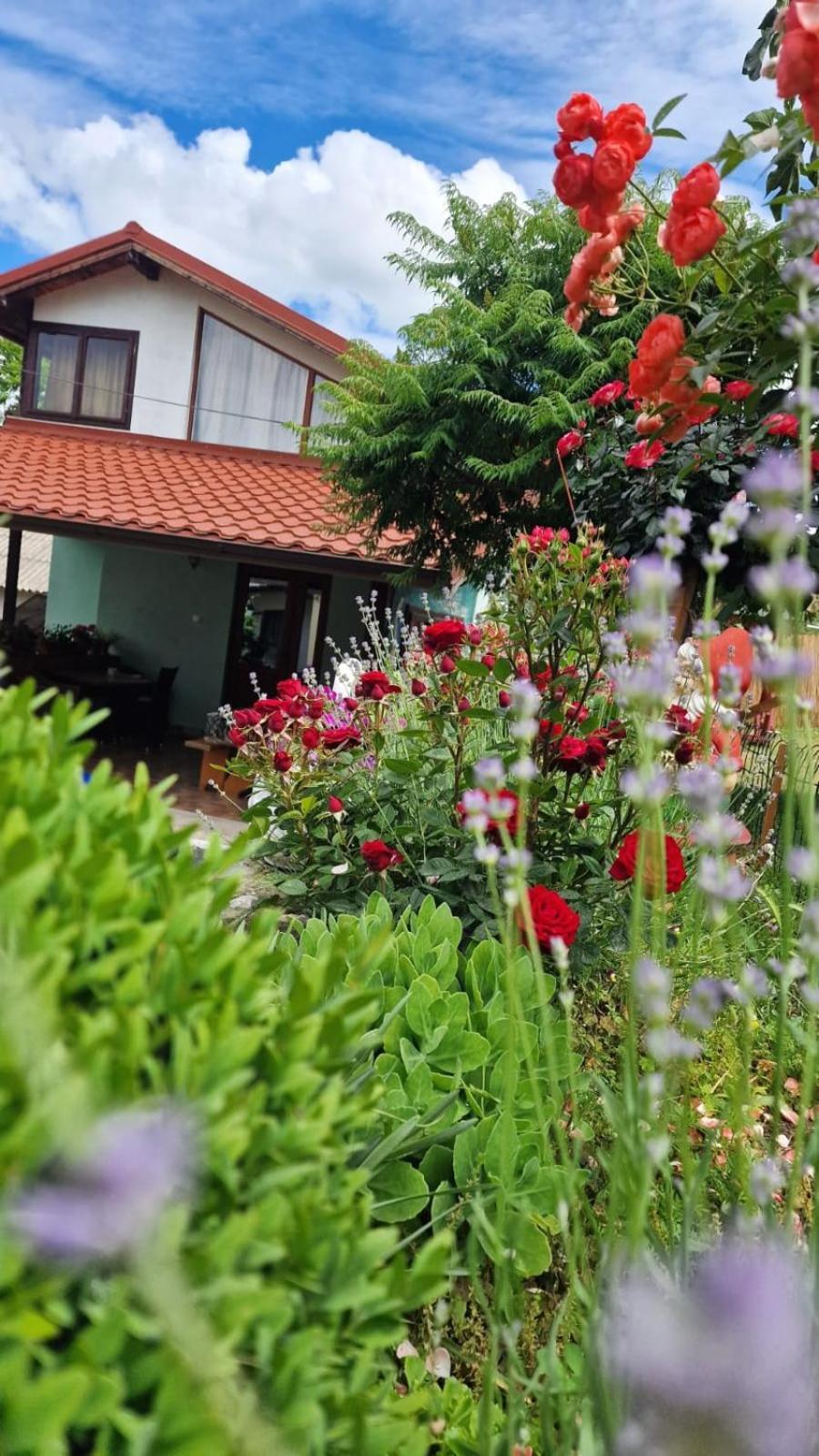 Casa Adi Si Maria Hotel Mahmudia Eksteriør billede